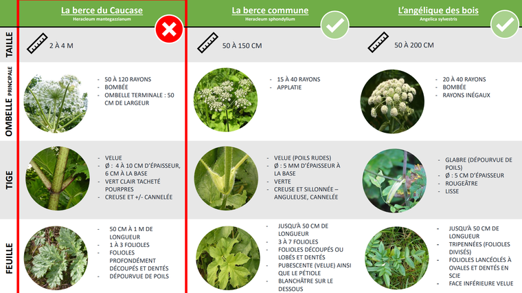 https://biodiversite.wallonie.be/home/agir/especes-exotiques-envahissantes/gerer-les-plantes-invasives/la-berce-du-caucase.html