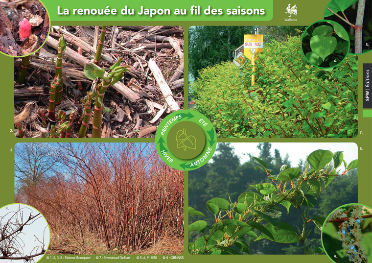 https://biodiversite.wallonie.be/home/agir/especes-exotiques-envahissantes/gerer-les-plantes-invasives/les-renouees-asiatiques.html